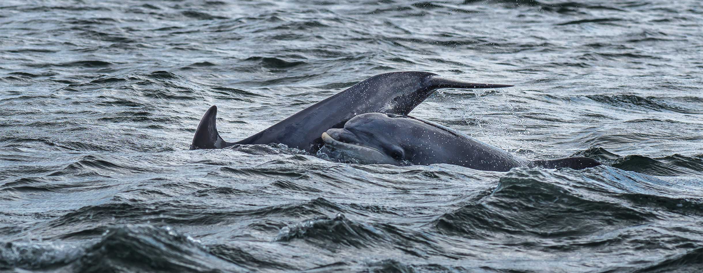 Uk pentland firth cd